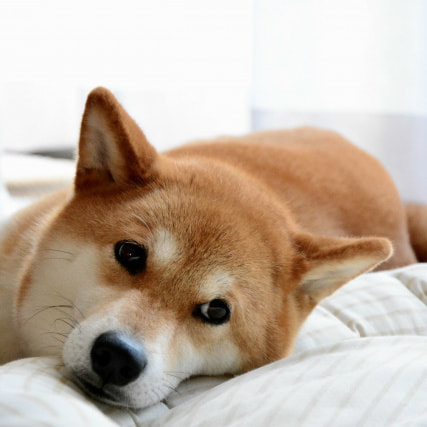 安全な除菌水はCELA(セラ)